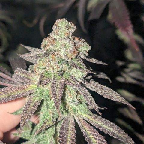 Lemon Cherry Gelato x Black Velvet #1 growlog timeline photo