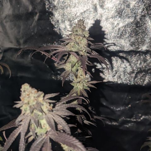 Lemon Cherry Gelato x Black Velvet #1 growlog timeline photo