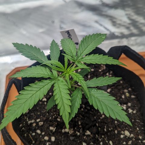 Durban Poison growlog photo: Watered