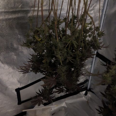 Lemon Cherry Gelato x Black Velvet #1 growlog timeline photo