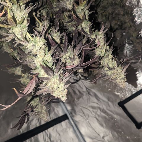 Lemon Cherry Gelato x Black Velvet #1 growlog timeline photo