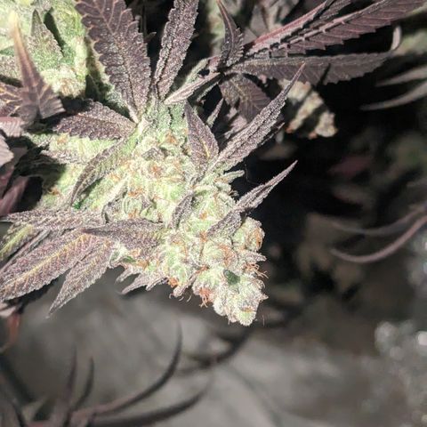 Lemon Cherry Gelato x Black Velvet #1 growlog timeline photo