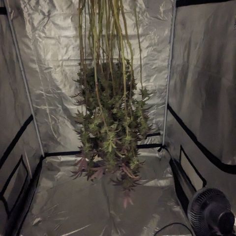 Lemon Cherry Gelato x Black Velvet #1 growlog timeline photo