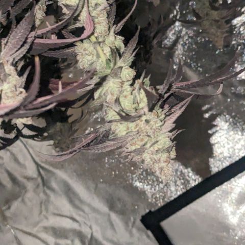 Lemon Cherry Gelato x Black Velvet #1 growlog timeline photo