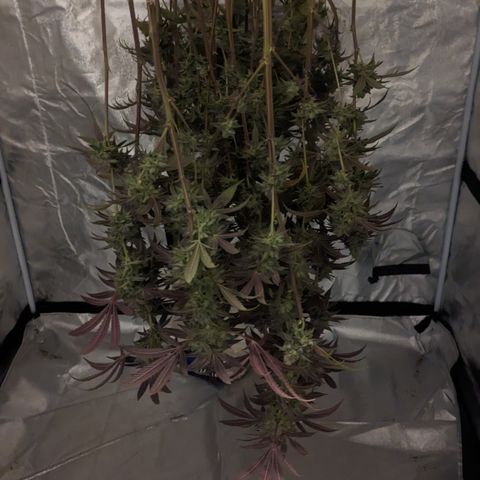 Lemon Cherry Gelato x Black Velvet #1 growlog timeline photo