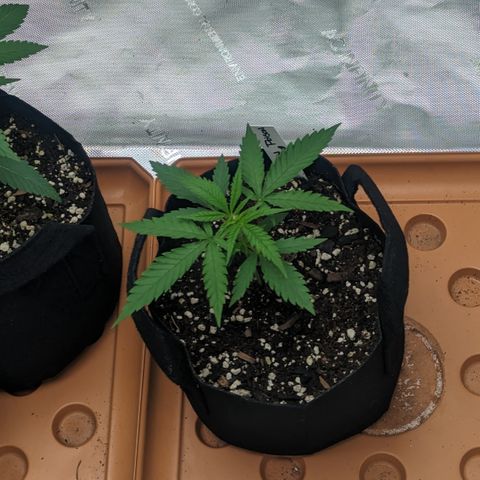 Durban Poison growlog timeline photo