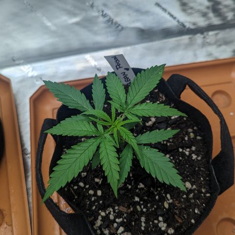Durban Poison growlog timeline photo