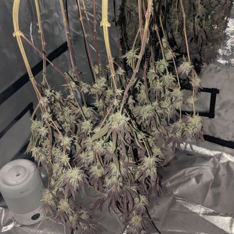 Lemon Cherry Gelato x Black Velvet #1 growlog timeline photo
