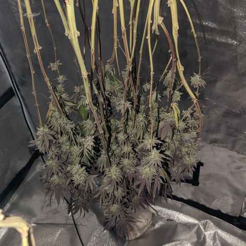 Lemon Cherry Gelato x Black Velvet #1 growlog timeline photo