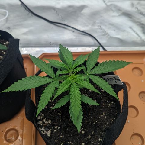 Durban Poison growlog timeline photo