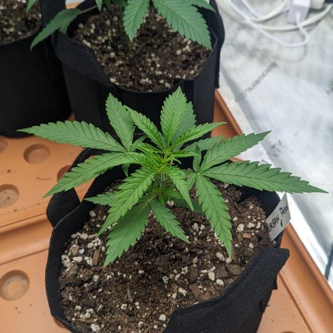 Durban Poison growlog timeline photo