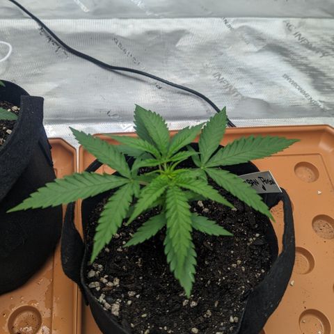 Durban Poison growlog timeline photo