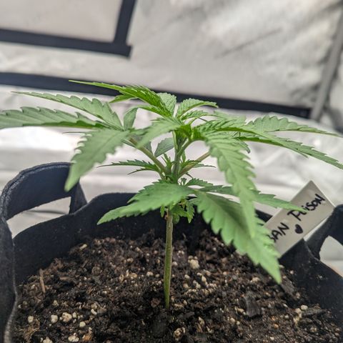 Durban Poison growlog timeline photo