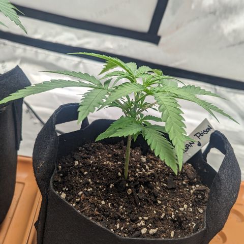 Durban Poison growlog timeline photo