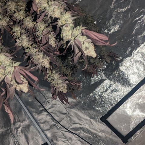 Lemon Cherry Gelato x Black Velvet #1 growlog timeline photo
