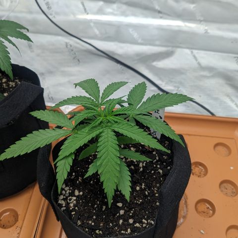 Durban Poison growlog timeline photo