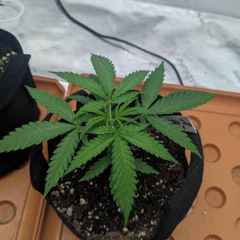 Durban Poison growlog timeline photo