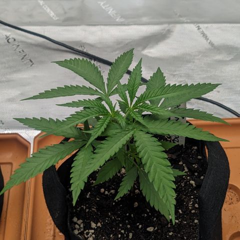 Durban Poison growlog timeline photo