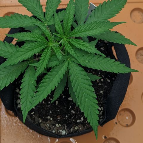 Durban Poison growlog timeline photo