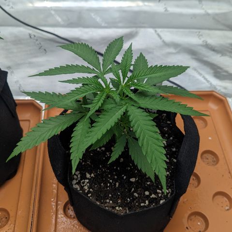 Durban Poison growlog timeline photo
