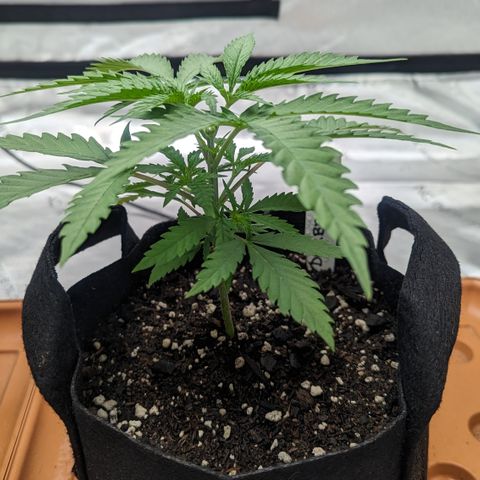 Durban Poison growlog timeline photo