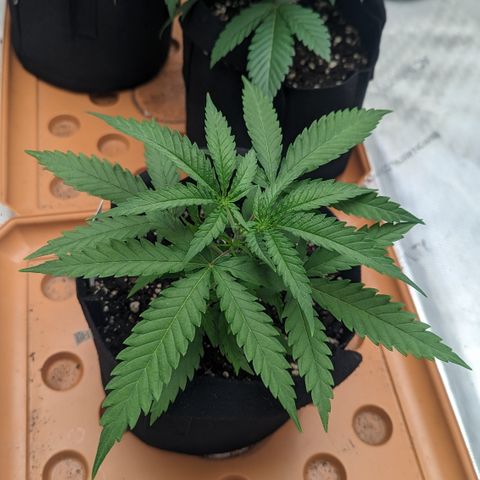Durban Poison growlog timeline photo