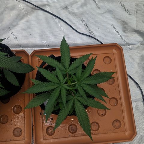 Durban Poison growlog timeline photo