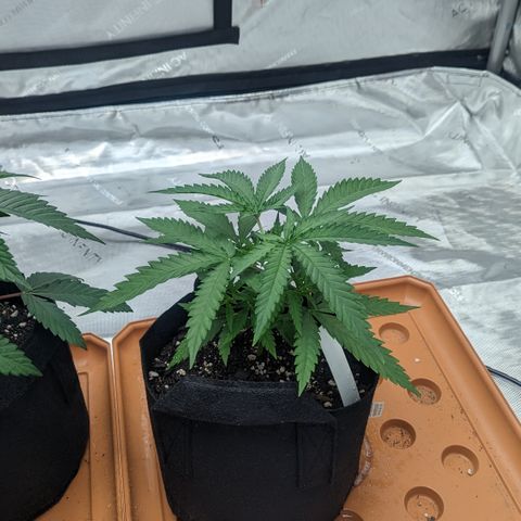 Durban Poison growlog timeline photo