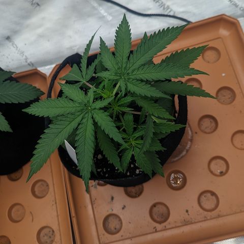Durban Poison growlog timeline photo