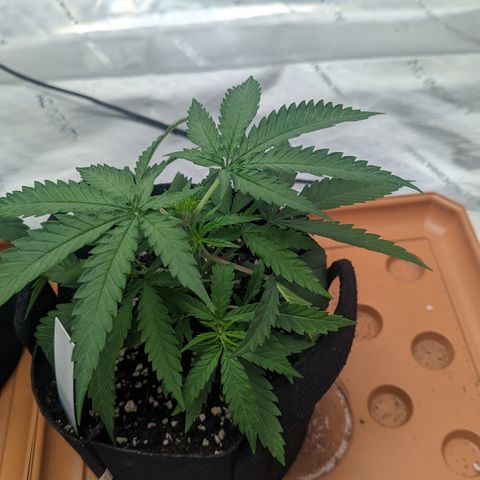 Durban Poison growlog timeline photo