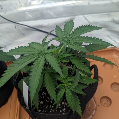 Durban Poison growlog timeline photo