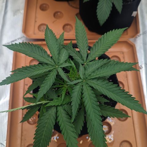 Durban Poison growlog timeline photo