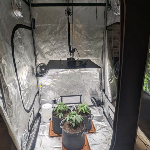 Durban Poison growlog timeline photo