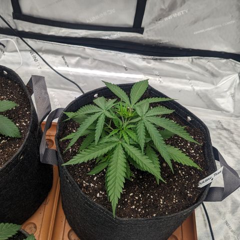 Durban Poison growlog timeline photo