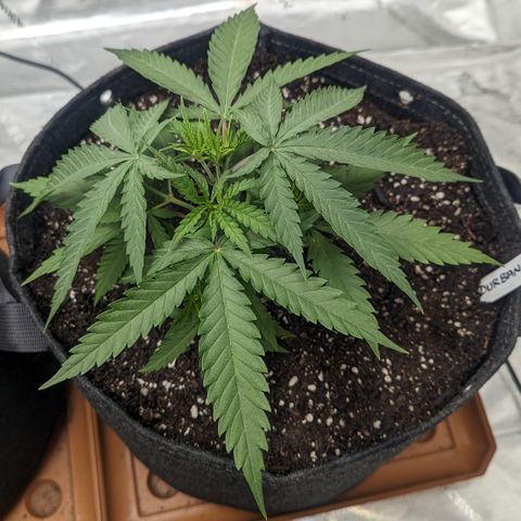 Durban Poison growlog timeline photo