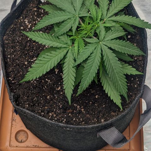 Durban Poison growlog timeline photo