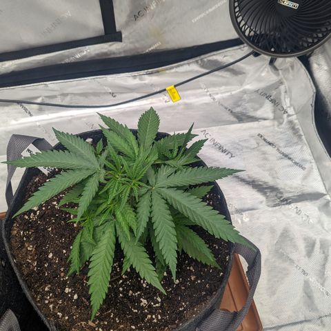 Durban Poison growlog timeline photo