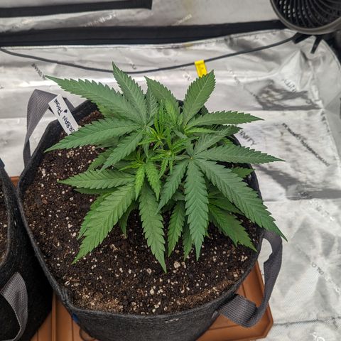 Durban Poison growlog timeline photo
