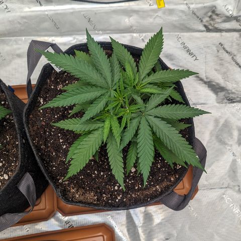Durban Poison growlog timeline photo