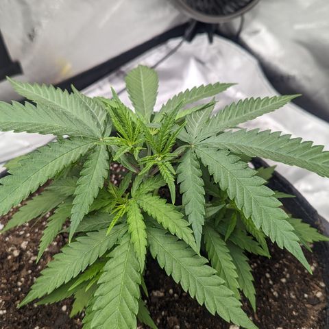 Durban Poison growlog timeline photo