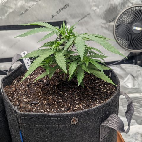 Durban Poison growlog timeline photo