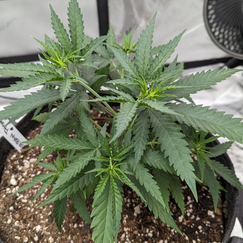 Durban Poison growlog timeline photo