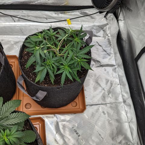 Durban Poison growlog timeline photo