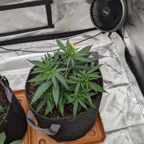 Durban Poison growlog timeline photo