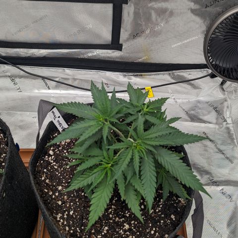 Durban Poison growlog timeline photo