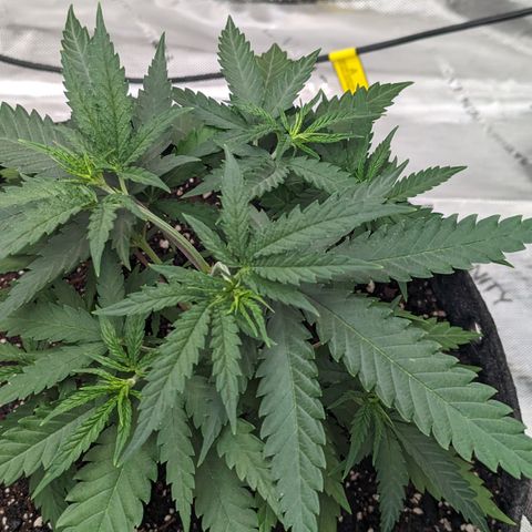 Durban Poison growlog timeline photo