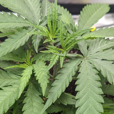 Durban Poison growlog timeline photo