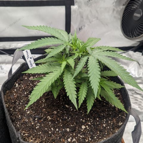 Durban Poison growlog timeline photo