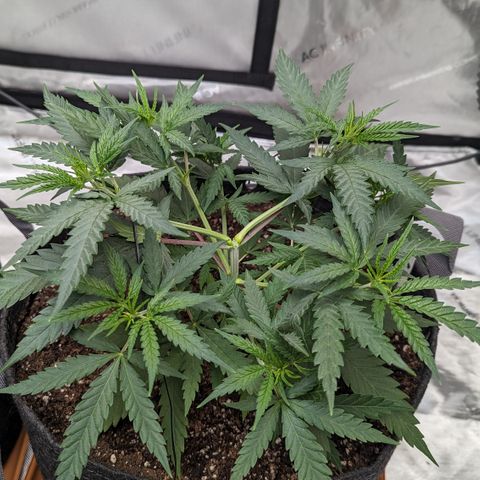 Durban Poison growlog timeline photo