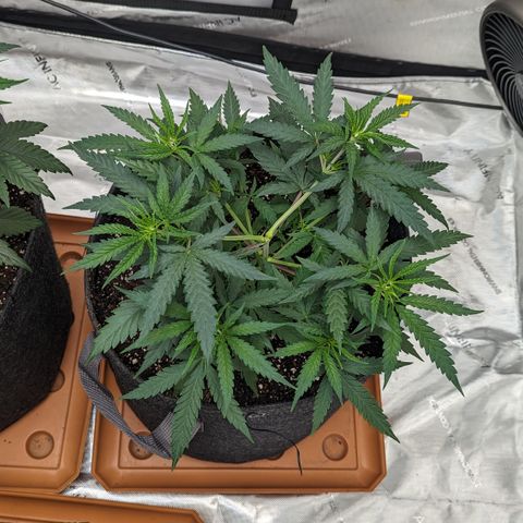 Durban Poison growlog timeline photo